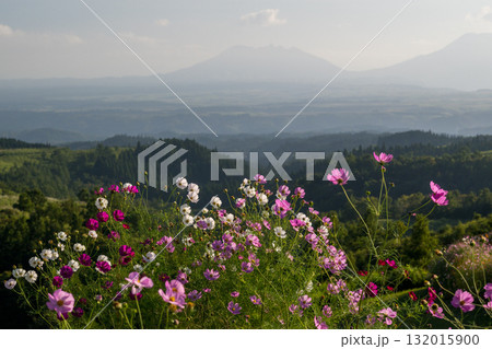 秋の花コスモスが咲き誇る夕暮れに映える色とりどりの秋桜 秋の花コスモスが咲き誇る夕暮れに映える色とりどりの秋桜 132015900