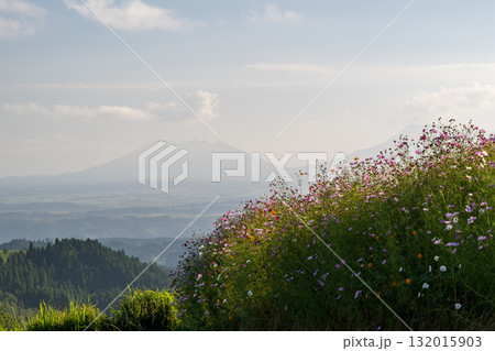 秋の花コスモスが咲き誇る夕暮れに映える色とりどりの秋桜 132015903
