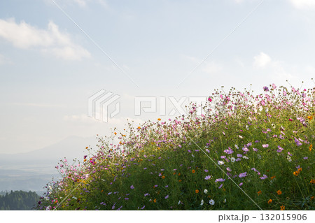秋の花コスモスが咲き誇る夕暮れに映える色とりどりの秋桜 秋の花コスモスが咲き誇る夕暮れに映える色とりどりの秋桜 132015906
