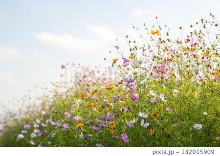 秋の花コスモスが咲き誇る夕暮れに映える色とりどりの秋桜 秋の花コスモスが咲き誇る夕暮れに映える色とりどりの秋桜 132015909