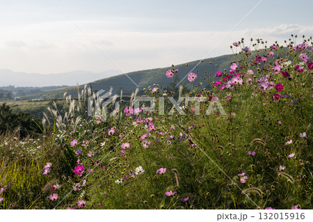 秋の花コスモスが咲き誇る夕暮れに映える色とりどりの秋桜 秋の花コスモスが咲き誇る夕暮れに映える色とりどりの秋桜 132015916