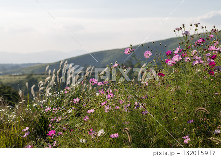 秋の花コスモスが咲き誇る夕暮れに映える色とりどりの秋桜 秋の花コスモスが咲き誇る夕暮れに映える色とりどりの秋桜 132015917