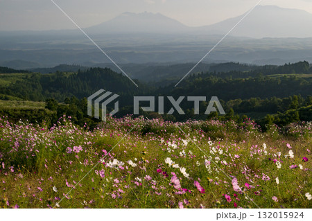 秋の花コスモスが咲き誇る夕暮れに映える色とりどりの秋桜 132015924