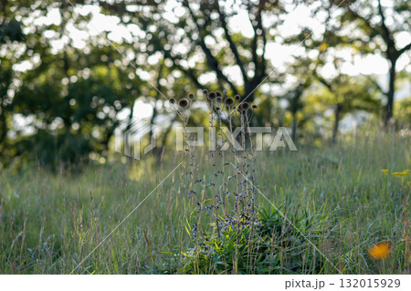秋の花コスモスが咲き誇る夕暮れに映える色とりどりの秋桜 132015929
