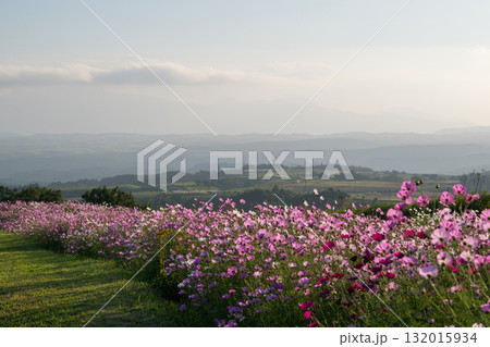 秋の花コスモスが咲き誇る夕暮れに映える色とりどりの秋桜 秋の花コスモスが咲き誇る夕暮れに映える色とりどりの秋桜 132015934