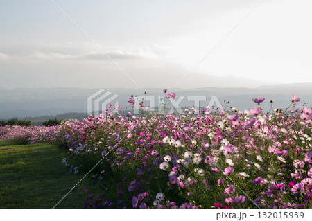 秋の花コスモスが咲き誇る夕暮れに映える色とりどりの秋桜 秋の花コスモスが咲き誇る夕暮れに映える色とりどりの秋桜 132015939