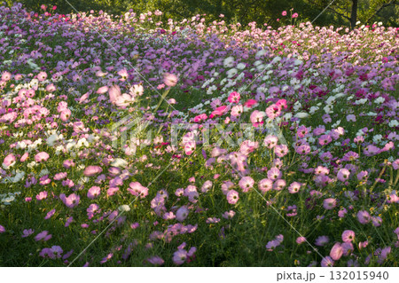 秋の花コスモスが咲き誇る夕暮れに映える色とりどりの秋桜 秋の花コスモスが咲き誇る夕暮れに映える色とりどりの秋桜 132015940