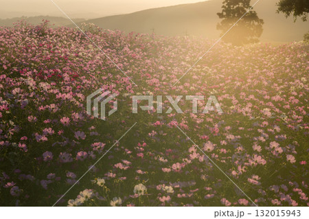 秋の花コスモスが咲き誇る夕暮れに映える色とりどりの秋桜 132015943