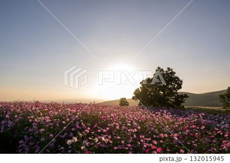 秋の花コスモスが咲き誇る夕暮れに映える色とりどりの秋桜 132015945