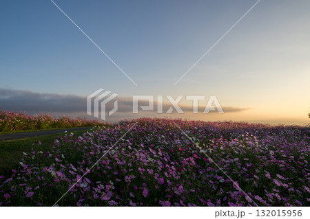 秋の花コスモスが咲き誇る夕暮れに映える色とりどりの秋桜 秋の花コスモスが咲き誇る夕暮れに映える色とりどりの秋桜 132015956