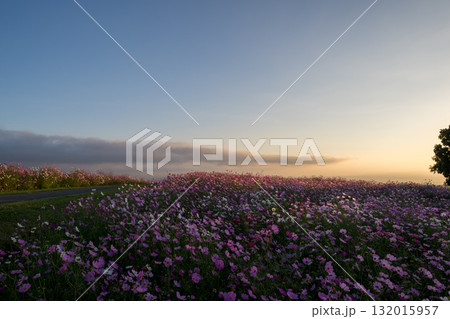 秋の花コスモスが咲き誇る夕暮れに映える色とりどりの秋桜 秋の花コスモスが咲き誇る夕暮れに映える色とりどりの秋桜 132015957
