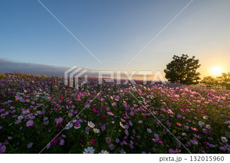 秋の花コスモスが咲き誇る夕暮れに映える色とりどりの秋桜 秋の花コスモスが咲き誇る夕暮れに映える色とりどりの秋桜 132015960