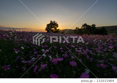 秋の花コスモスが咲き誇る夕暮れに映える色とりどりの秋桜 秋の花コスモスが咲き誇る夕暮れに映える色とりどりの秋桜 132015964