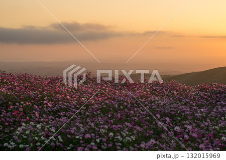 秋の花コスモスが咲き誇る夕暮れに映える色とりどりの秋桜 秋の花コスモスが咲き誇る夕暮れに映える色とりどりの秋桜 132015969
