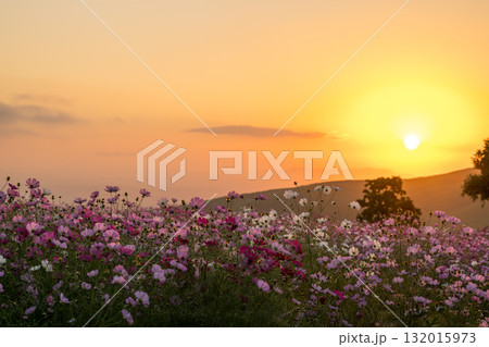 秋の花コスモスが咲き誇る夕暮れに映える色とりどりの秋桜 秋の花コスモスが咲き誇る夕暮れに映える色とりどりの秋桜 132015973