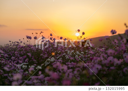秋の花コスモスが咲き誇る夕暮れに映える色とりどりの秋桜 秋の花コスモスが咲き誇る夕暮れに映える色とりどりの秋桜 132015995