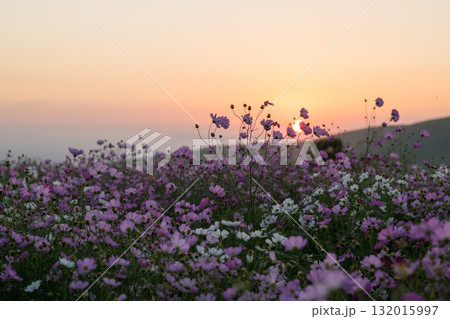 秋の花コスモスが咲き誇る夕暮れに映える色とりどりの秋桜 秋の花コスモスが咲き誇る夕暮れに映える色とりどりの秋桜 132015997