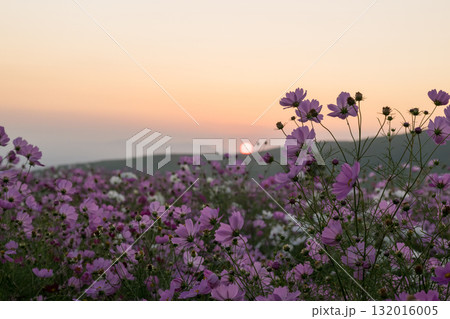 秋の花コスモスが咲き誇る夕暮れに映える色とりどりの秋桜 132016005