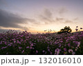 秋の花コスモスが咲き誇る夕暮れに映える色とりどりの秋桜 132016010