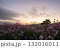 秋の花コスモスが咲き誇る夕暮れに映える色とりどりの秋桜 132016011
