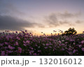 秋の花コスモスが咲き誇る夕暮れに映える色とりどりの秋桜 132016012