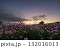秋の花コスモスが咲き誇る夕暮れに映える色とりどりの秋桜 132016013