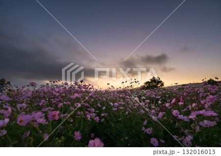 秋の花コスモスが咲き誇る夕暮れに映える色とりどりの秋桜 132016013