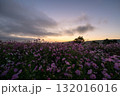 秋の花コスモスが咲き誇る夕暮れに映える色とりどりの秋桜 132016016
