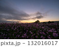 秋の花コスモスが咲き誇る夕暮れに映える色とりどりの秋桜 132016017