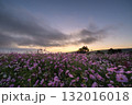 秋の花コスモスが咲き誇る夕暮れに映える色とりどりの秋桜 132016018
