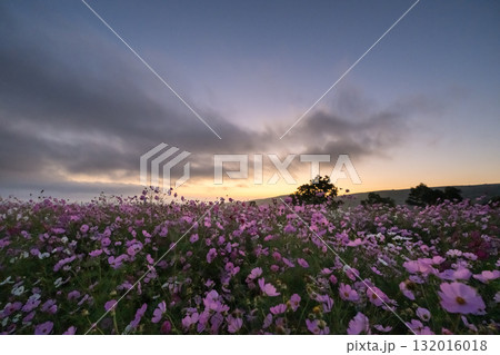 秋の花コスモスが咲き誇る夕暮れに映える色とりどりの秋桜 132016018
