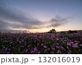 秋の花コスモスが咲き誇る夕暮れに映える色とりどりの秋桜 132016019