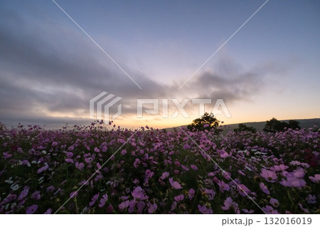 秋の花コスモスが咲き誇る夕暮れに映える色とりどりの秋桜 132016019