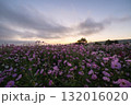 秋の花コスモスが咲き誇る夕暮れに映える色とりどりの秋桜 132016020