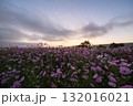 秋の花コスモスが咲き誇る夕暮れに映える色とりどりの秋桜 132016021
