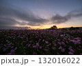 秋の花コスモスが咲き誇る夕暮れに映える色とりどりの秋桜 132016022