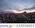 秋の花コスモスが咲き誇る夕暮れに映える色とりどりの秋桜 132016023