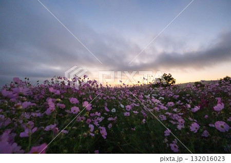 秋の花コスモスが咲き誇る夕暮れに映える色とりどりの秋桜 132016023