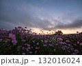 秋の花コスモスが咲き誇る夕暮れに映える色とりどりの秋桜 132016024