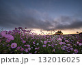秋の花コスモスが咲き誇る夕暮れに映える色とりどりの秋桜 132016025