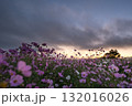 秋の花コスモスが咲き誇る夕暮れに映える色とりどりの秋桜 132016026
