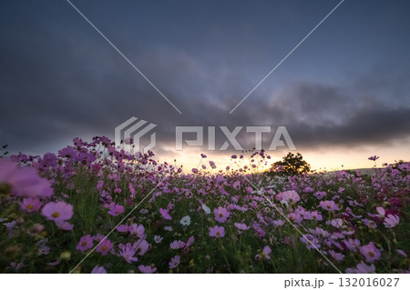 秋の花コスモスが咲き誇る夕暮れに映える色とりどりの秋桜 秋の花コスモスが咲き誇る夕暮れに映える色とりどりの秋桜 132016027