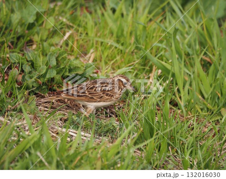 春の荒川の土手でエサを探すヒバリ 春の荒川の土手でエサを探すヒバリ 132016030