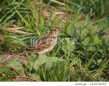 春の荒川の土手でエサを探すヒバリ 132016034