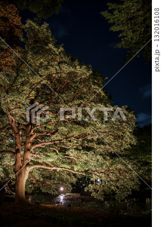 秋の夜長の小石川後楽園 2025 132016108