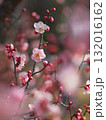 ピンク色の梅の花 132016162