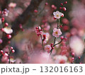 ピンク色の梅の花 132016163