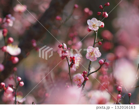 ピンク色の梅の花 132016163