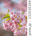 満開の河津桜 132016164