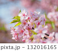 満開の河津桜 132016165